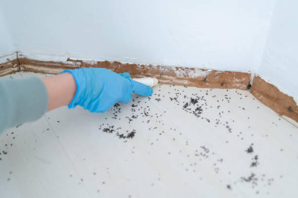 Best Local Pest Control Services  in Floresville, TX